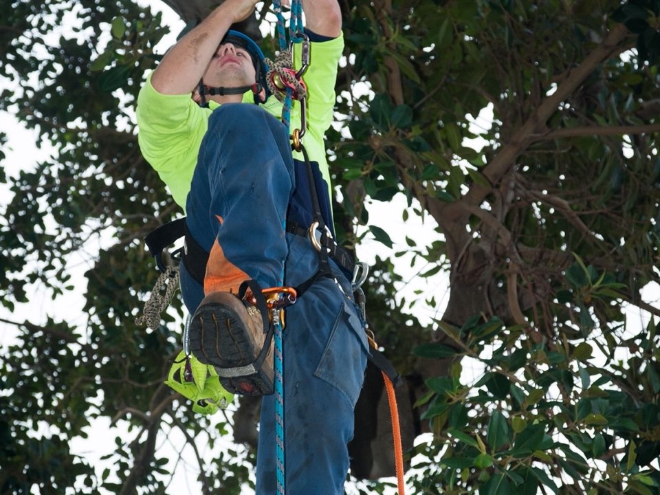 Qualified arborist working in a mature tree during an Enviro Trees UK survey in Neath Port Talbot